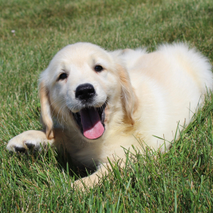 Golden Retriever Puppy Kendra