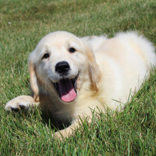 Golden Retriever Puppy Kendra