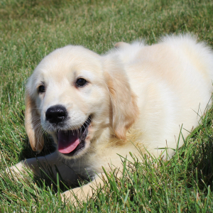Golden Retriever Puppy Kendra