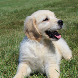 Golden Retriever Puppy Kendra