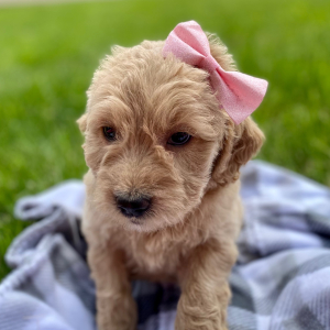 Goldendoodle Puppy Ysobel