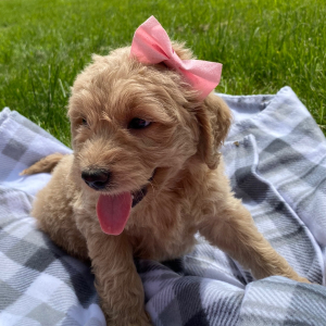 Goldendoodle Puppy Ysobel