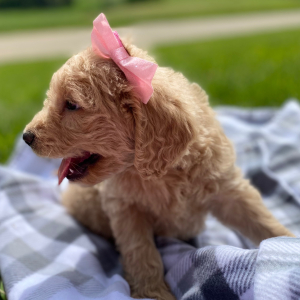 Goldendoodle Puppy Ysobel