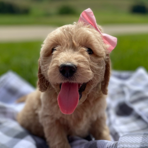 Goldendoodle Puppy Ysobel