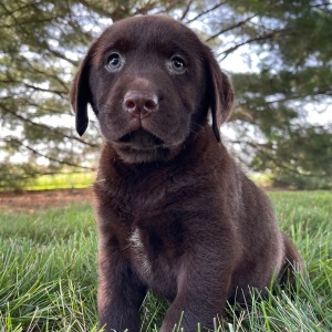 Labrador Retriever Puppy Gordy