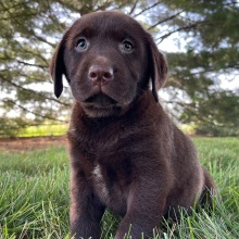 Labrador Retriever Puppy Gordy