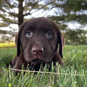Labrador Retriever Puppy Gordy