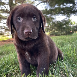 Labrador Retriever Puppy Gordy