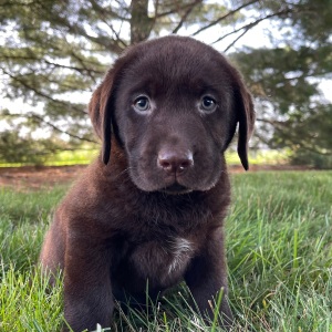 Labrador Retriever Puppy Gordy