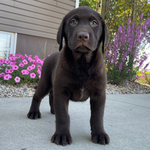 Labrador Retriever Puppy Gordy