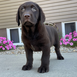 Labrador Retriever Puppy Gordy