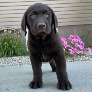 Labrador Retriever Puppy Gordy