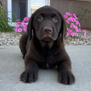 Labrador Retriever Puppy Gordy