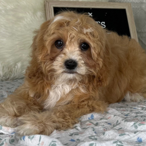 Cavapoo Puppy Jaelee