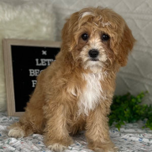 Cavapoo Puppy Jaelee