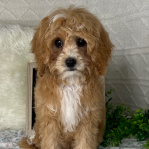 Cavapoo Puppy Jaelee