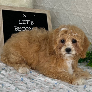 Cavapoo Puppy Jaelee