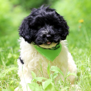 Portuguese Water Dog Puppy Reba