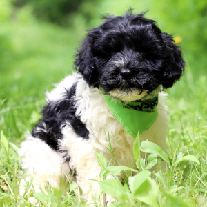 Portuguese Water Dog Puppy Reba