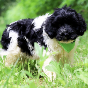 Portuguese Water Dog Puppy Reba