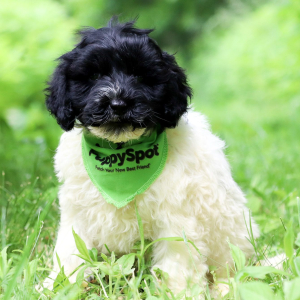 Portuguese Water Dog Puppy Reba