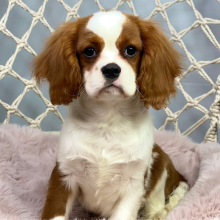 Cavalier King Charles Spaniel Puppy Lance