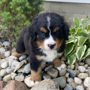 Bernese Mountain Dog Puppy Kevin