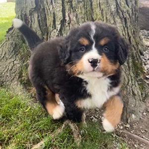 Bernese Mountain Dog Puppy Kevin