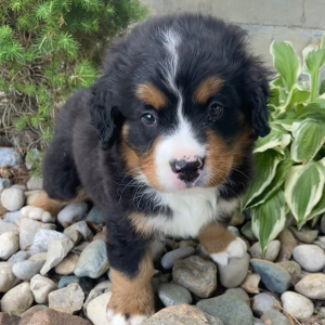 Bernese Mountain Dog Puppy Kevin