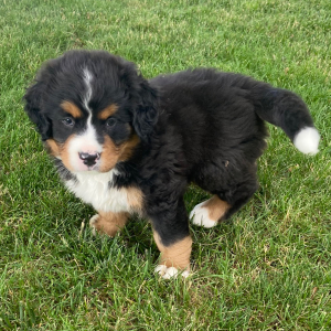 Bernese Mountain Dog Puppy Kevin