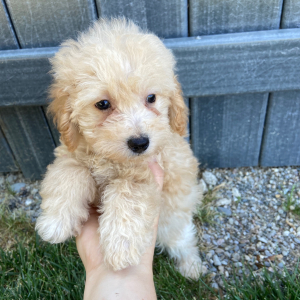 Poodle Puppy Lola