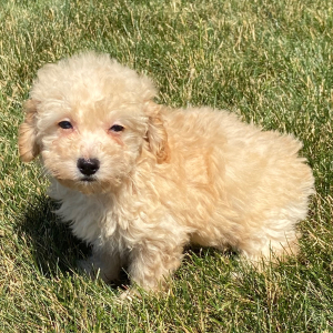 Poodle Puppy Lola