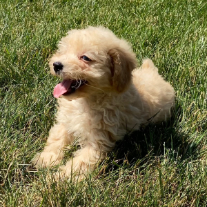 Poodle Puppy Lola