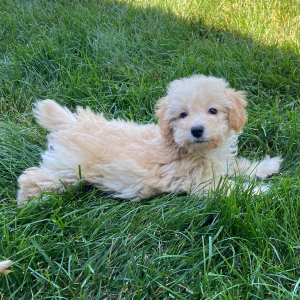 Poodle Puppy Lola