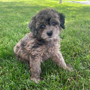 Poodle Puppy Lexy
