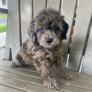 Poodle Puppy Lexy