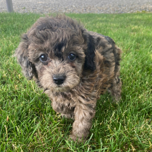 Poodle Puppy Lexy