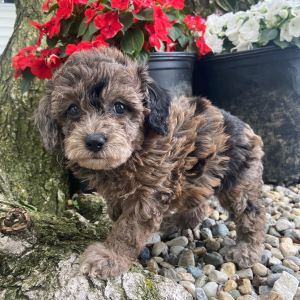 Poodle Puppy Lexy