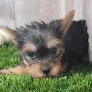 Yorkshire Terrier Puppy Demi