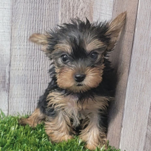 Yorkshire Terrier Puppy Demi