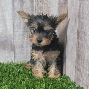 Yorkshire Terrier Puppy Demi