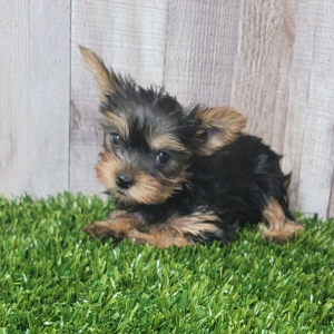 Yorkshire Terrier Puppy Demi