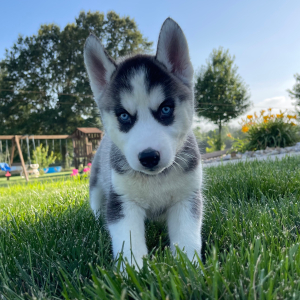 Siberian Husky Puppy Brandon
