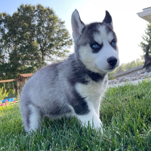 Siberian Husky Puppy Brandon