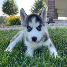 Siberian Husky Puppy Brandon