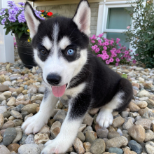 Siberian Husky Puppy Bella