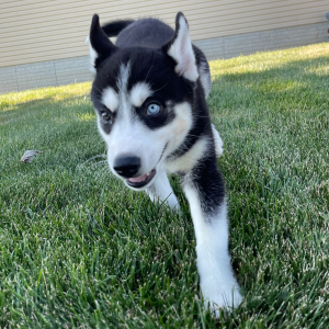 Siberian Husky Puppy Bella