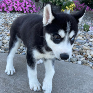Siberian Husky Puppy Bella