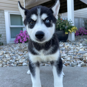 Siberian Husky Puppy Bella