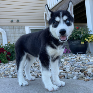 Siberian Husky Puppy Bella